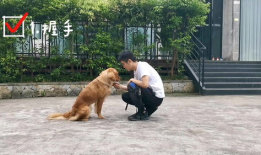 金毛犬训练方法视频